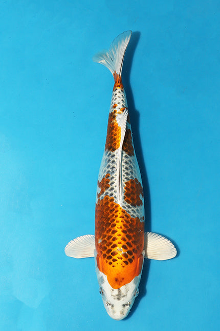 Exotic koi 2025