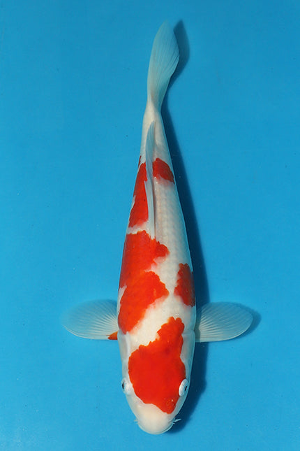 Show-Stopping Kohaku #2 Featured in Elite Koi's Christmas Eve Auction