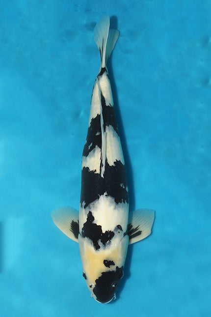 Elite Koi's Epic Annual Christmas Eve Auction is coming! Meet all Koi including the showstopper