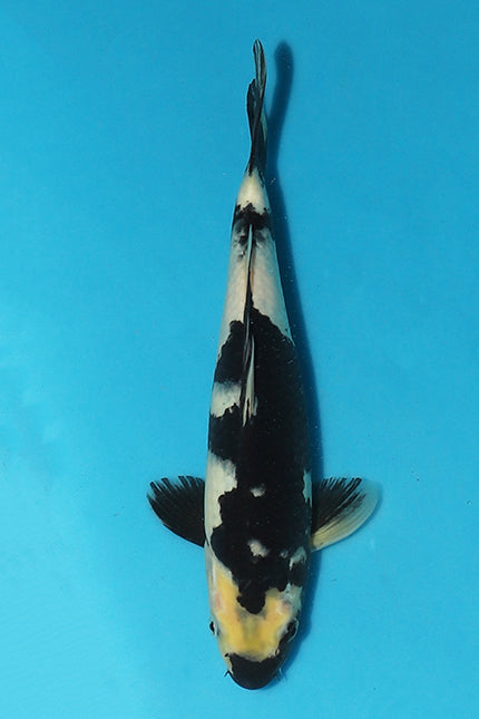 Stunning Shiro Utsuri Featured in Elite Koi's Christmas Eve Auction