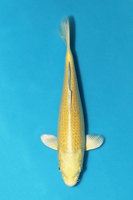 Dazzling Yamabuki Ogon from NND Koi Farm Stars in Elite Koi’s Christmas Auction