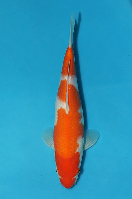 Christmas Shines on our Stunning SFF Kohaku Koi