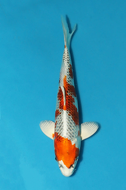 Kujaku Koi from Legendary Omosako Farm Stars in Elite Koi's Christmas Eve Auction