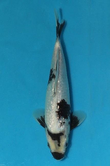 Fascinating Ginrin Shiro Utsuri to Shine as Part of Elite Koi’s Christmas Eve Auction Event