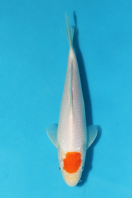 Stunning Tancho Koi Featured in Elite Koi's Christmas Eve Auction