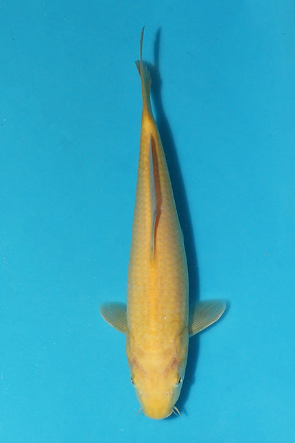 29cm Karashigoi from Maruhiro Koi Farm to Shine at Elite Koi’s Christmas Auction