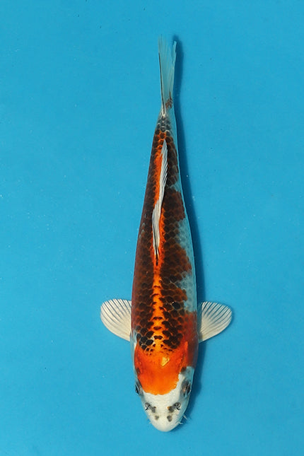 Mesmerising Kujaku Koi from Elite Breeder Featured in Christmas Auction
