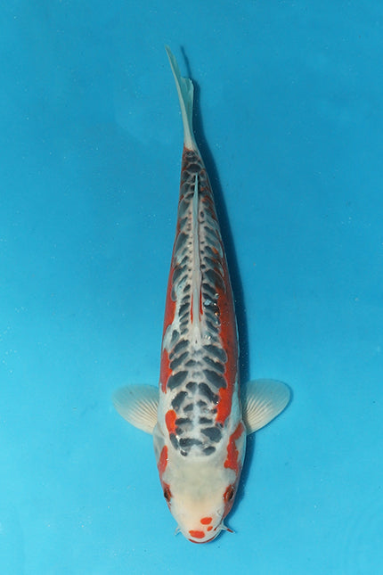 Majestic 38cm Shusui to Take Center Stage at Elite Koi’s Christmas Auction