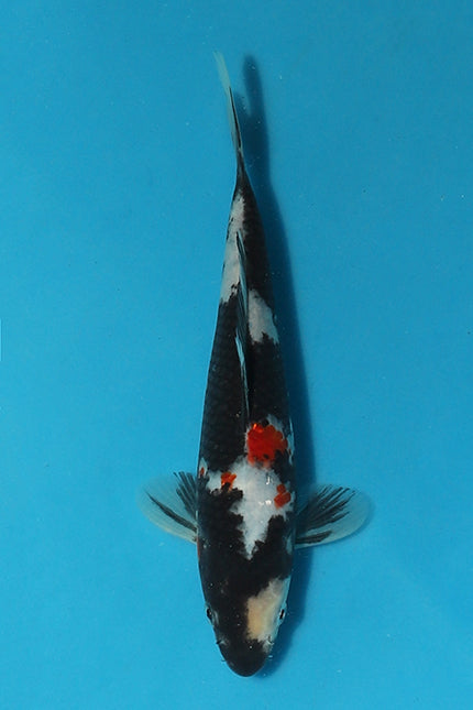 Festive Showa Koi from Koshiji Koi Farm Set to Dazzle at Elite Koi’s Christmas Auction