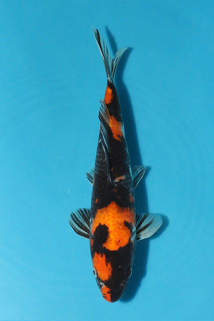 Elite Showa Koi from Legendary Hosokai Bloodline to be Auctioned at Elite Koi’s Christmas Eve Event