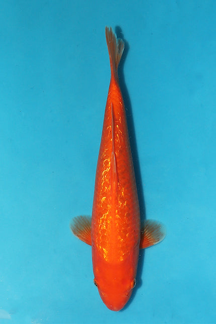 Christmas Spotlight Glitters on our Rich 38cm Ginrin Benigoi