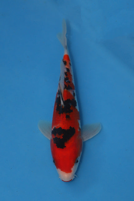 3 New Japanese Koi Now Available – Maruhiro Farm Highlights