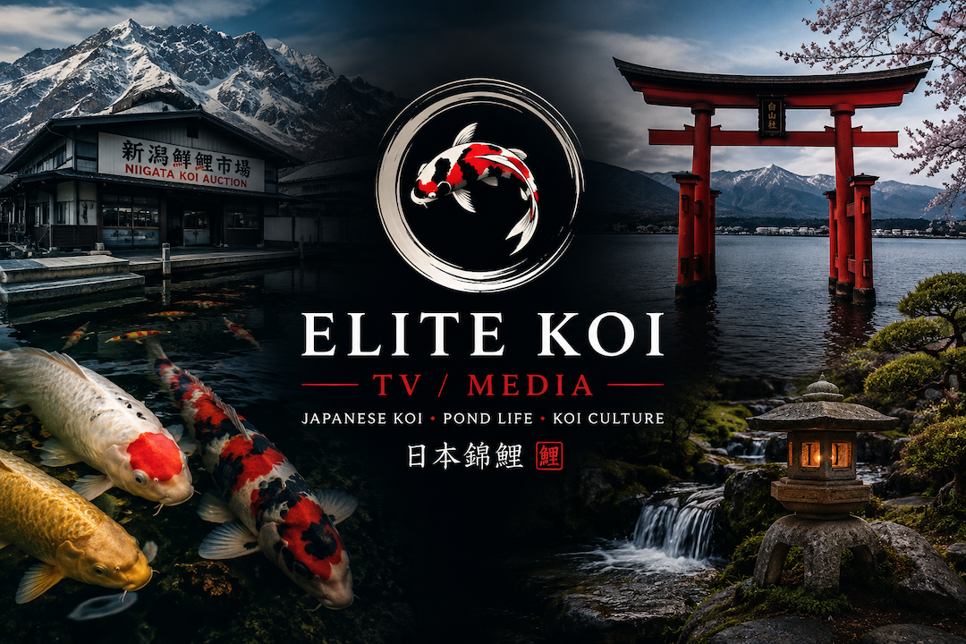 Elite Koi TV / Media — A New Era of Japanese Koi Content Begins 🇯🇵