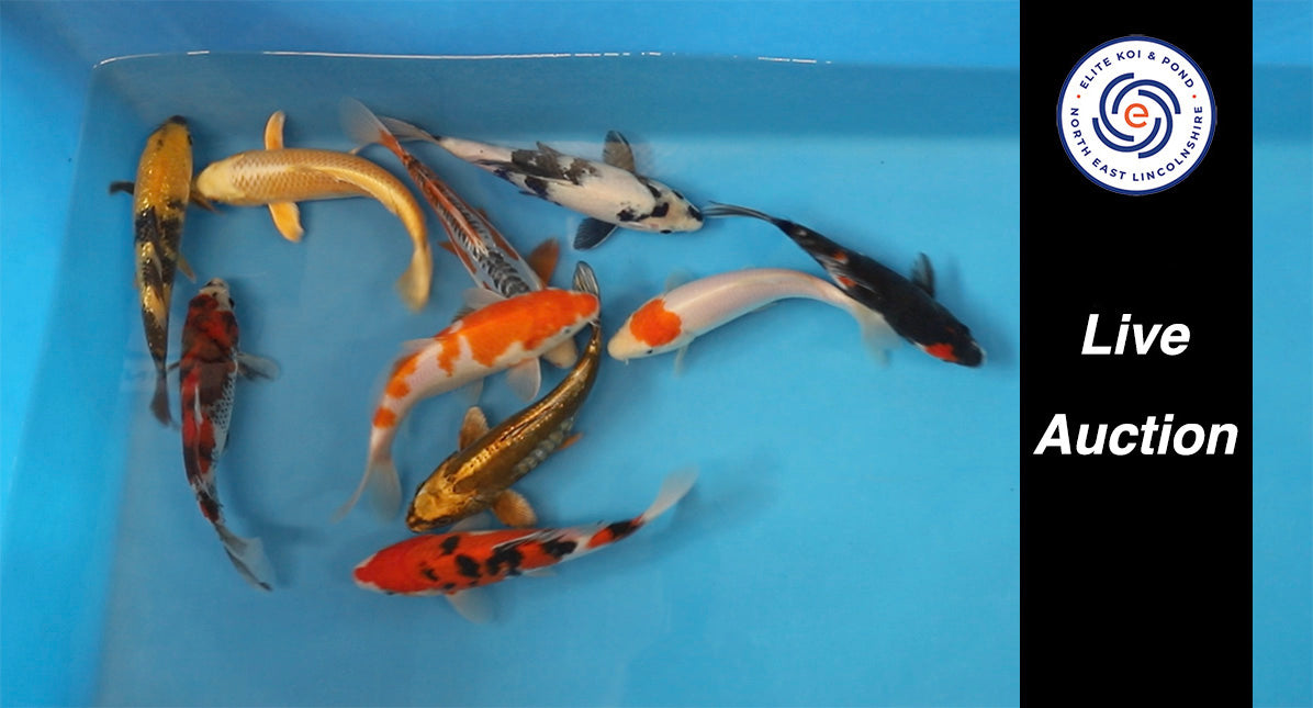 Join Our Weekly Japanese Koi Auction Livestream - 7th of September