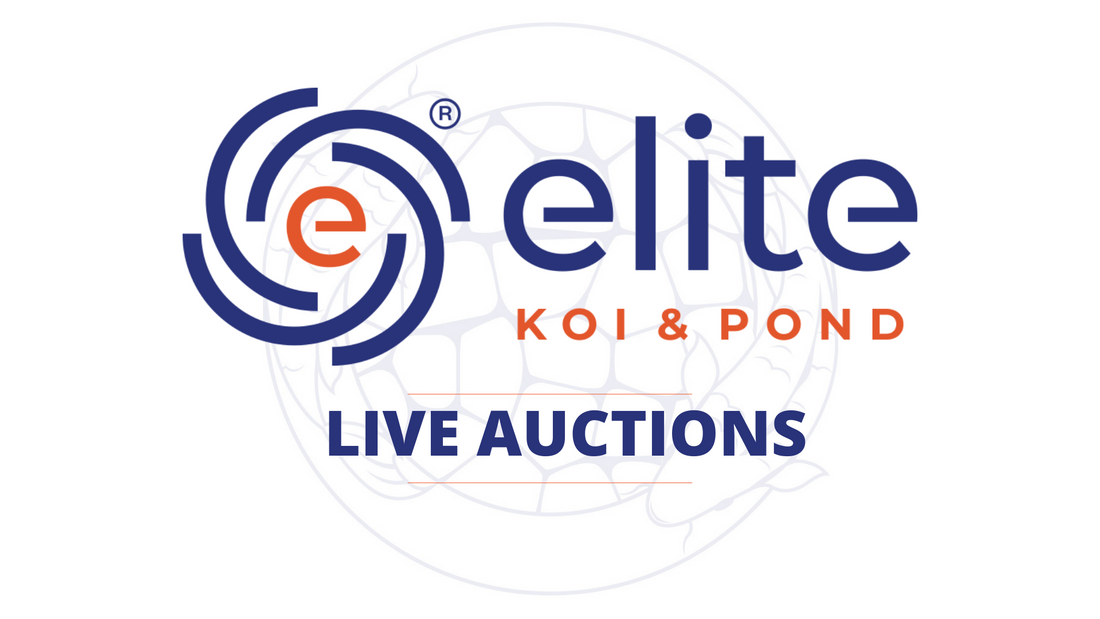 Saturdays Live Stream Auction Koi Selection