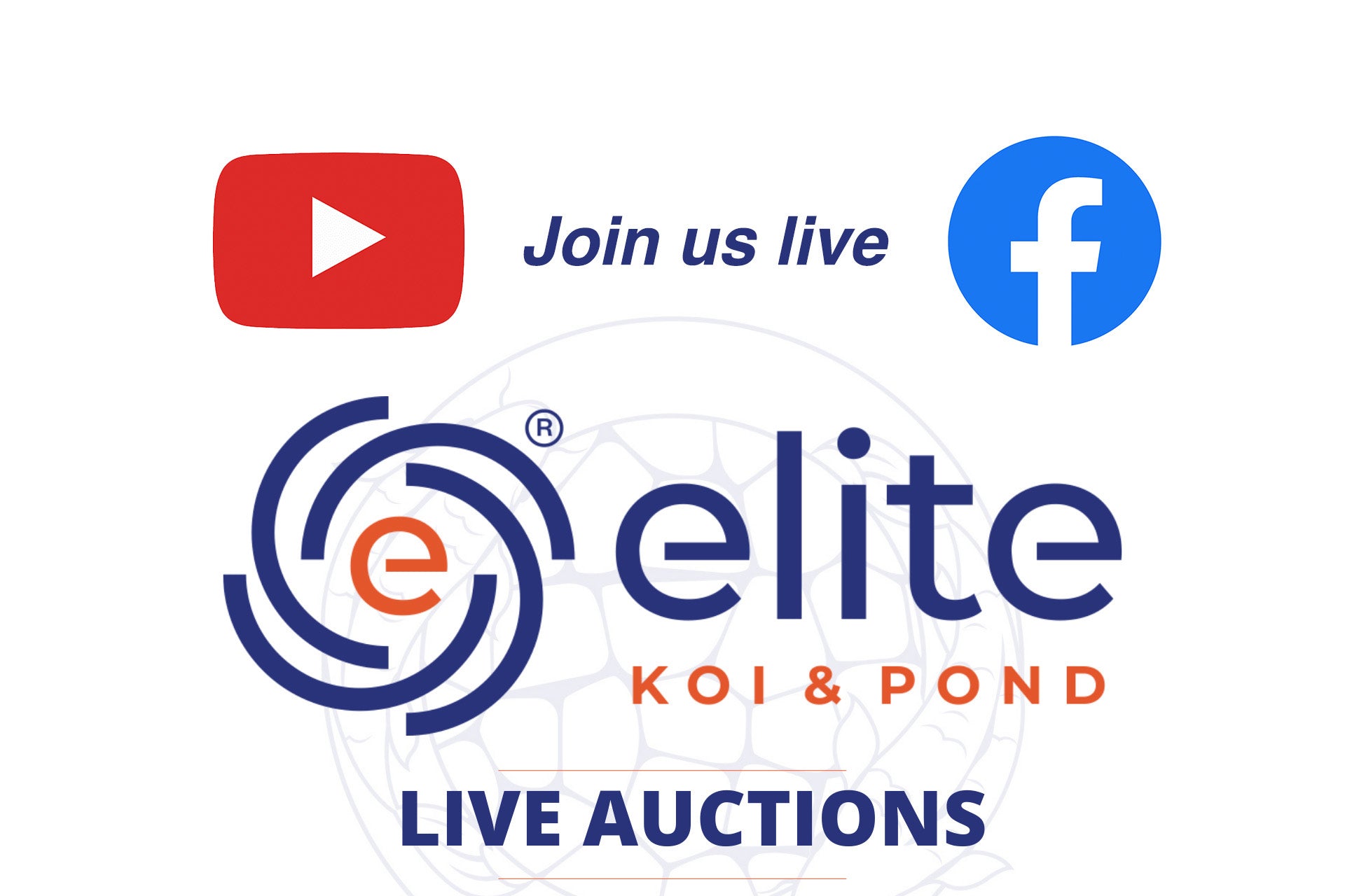 Live Auction Koi Selected for Saturday 24th June