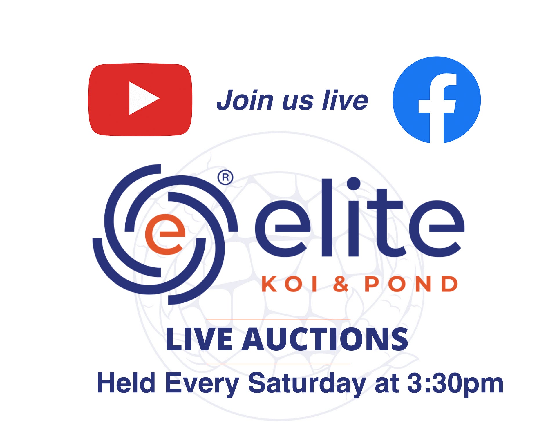 Live Auction Koi Selected for Saturday 1st July