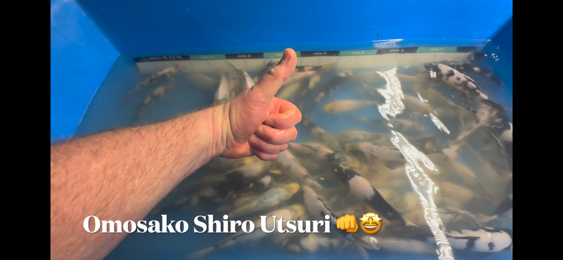 Unveiling the Majestic Shiro Utsuri: Elite Koi's Exclusive Omosako Koi Farm Shipment