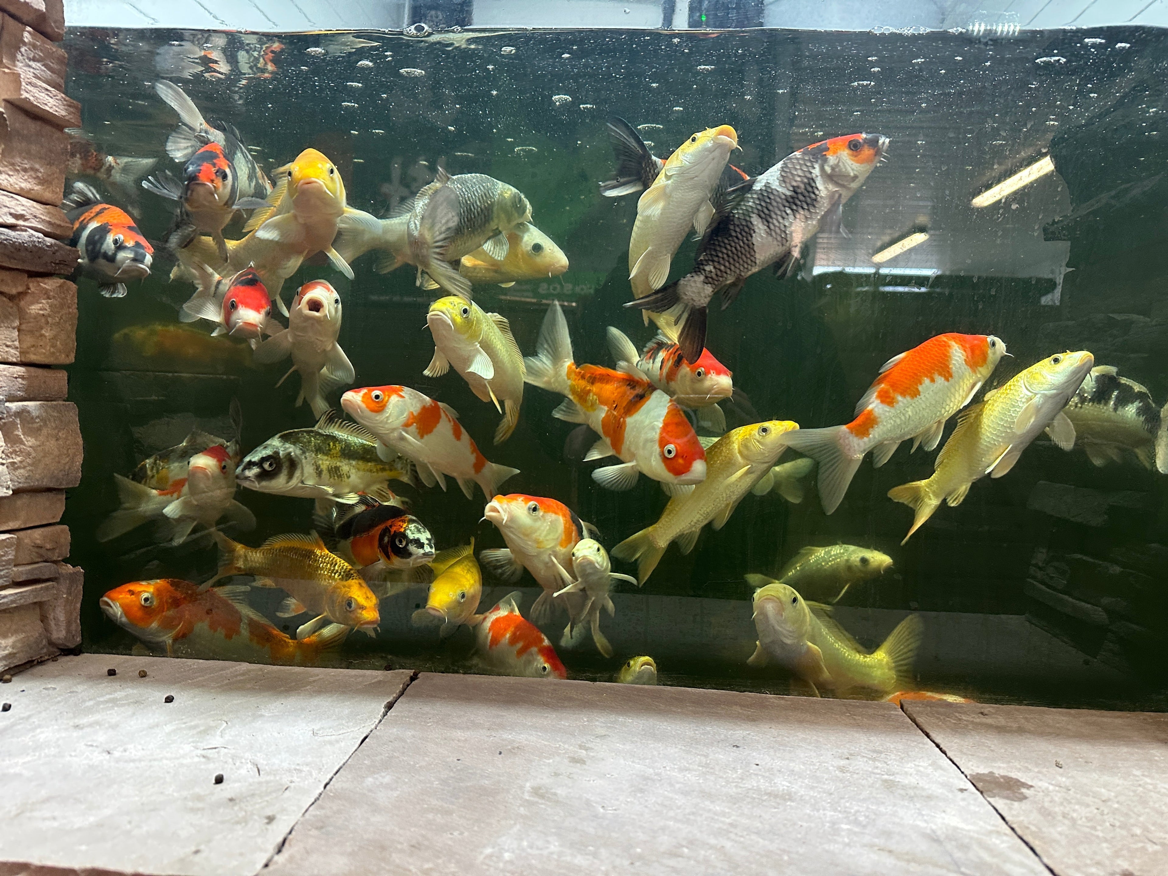 LIVE Japanese Koi Auction – Tomorrow at 11AM