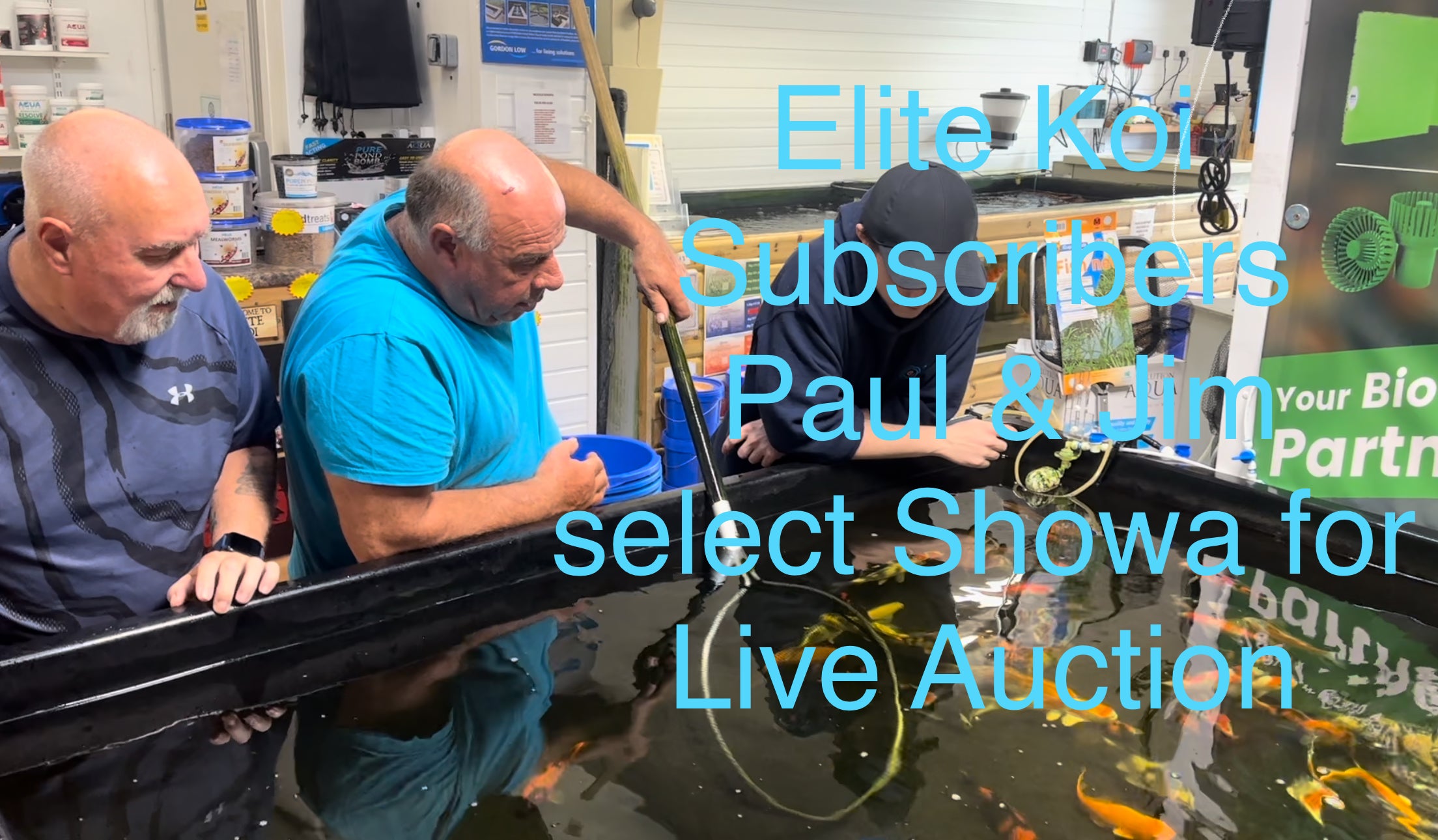 🐠 Elite Koi Subscribers Paul & Jim Select Tosai Showa for Live Auction! 🎉