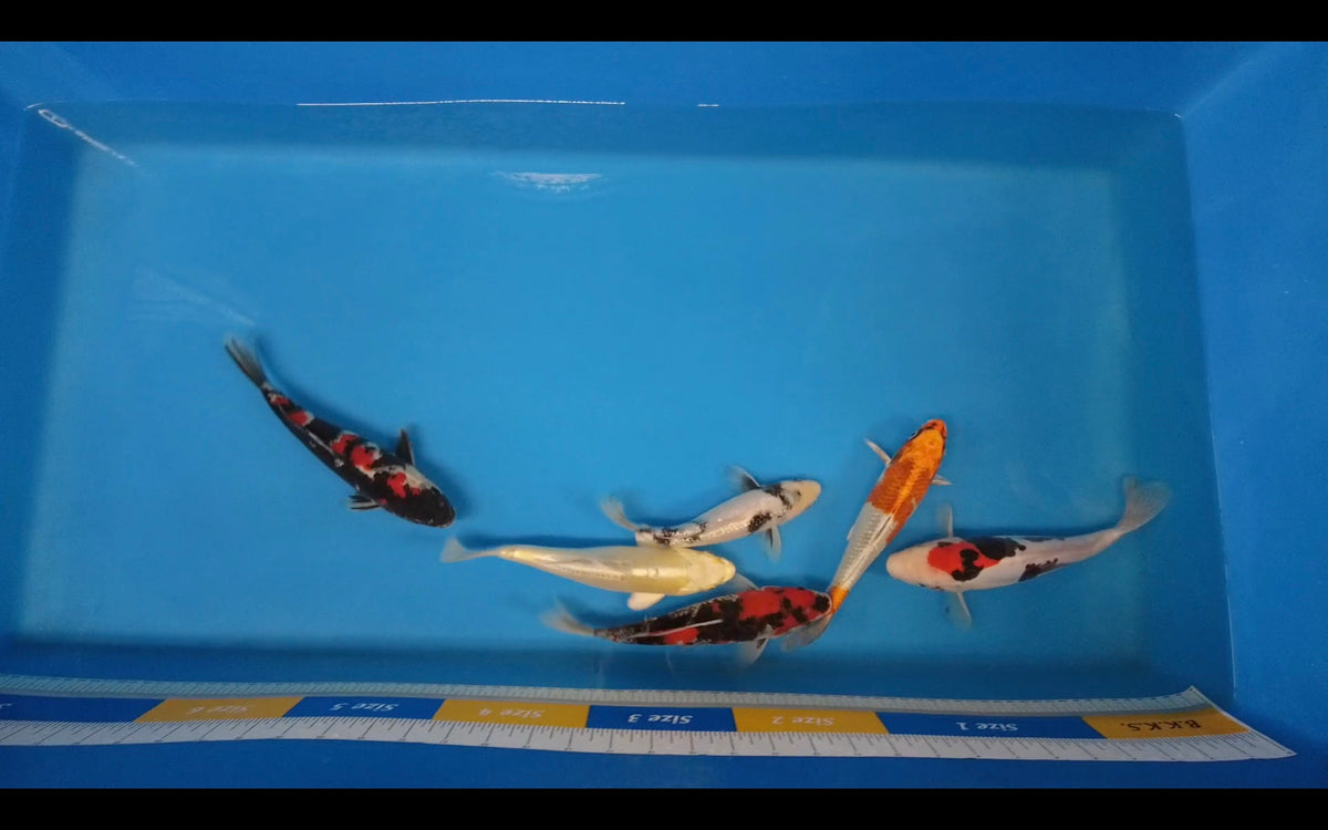 This weeks Live Auction Koi Elite Koi