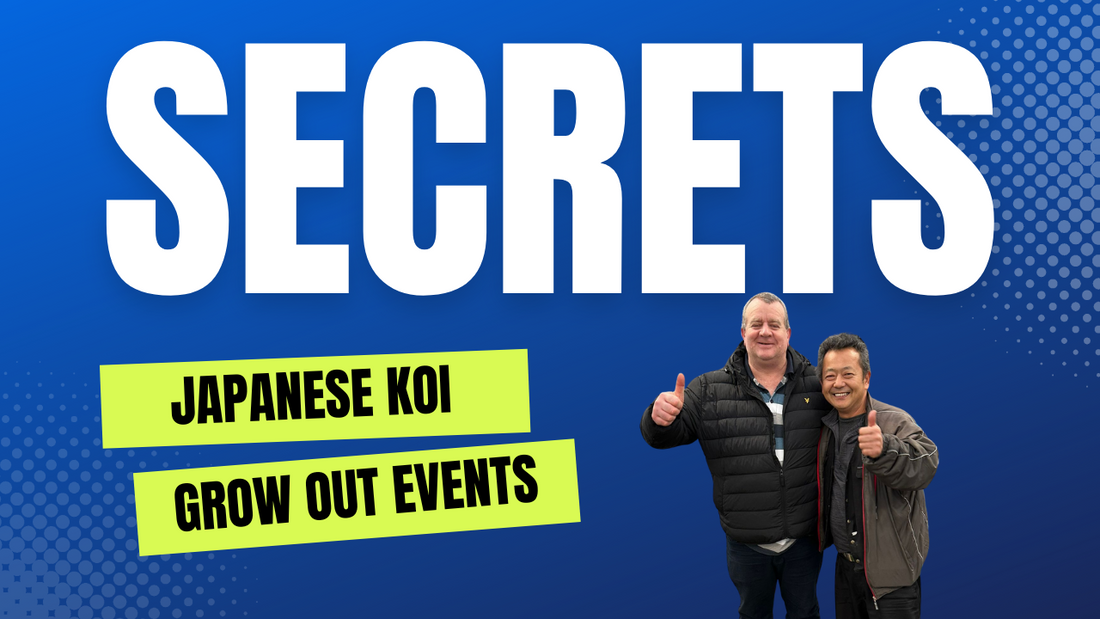 Inside Elite Koi Grow Out Events, Stunning Japanese Koi, and How to Join