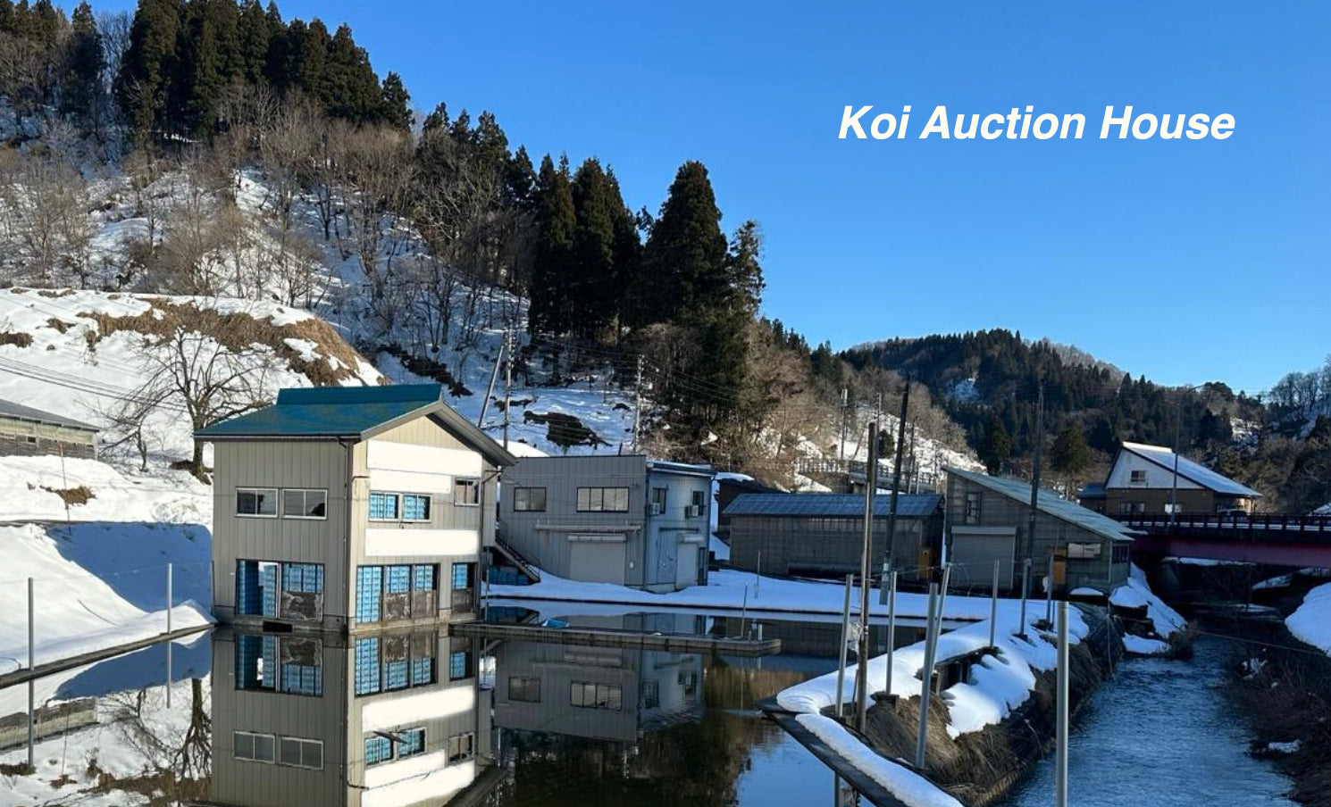 Elite Koi's Exclusive Grow Out Auction: Sanke, Showa, & Koromo Koi! Tosai Supremacy series Grow Out