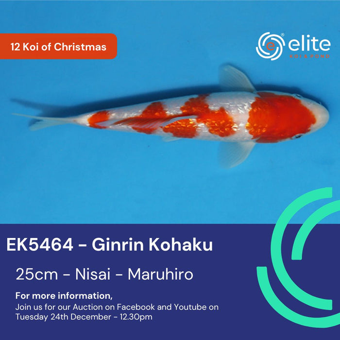 🎄🐟 The 12 Koi of Christmas - Meet Koi 2 of 12! 🐟🎄