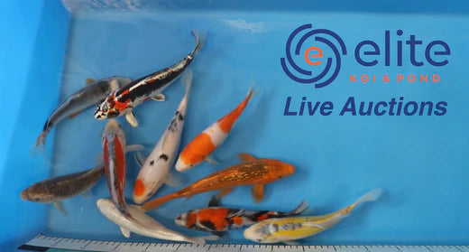 Join Our Weekly Japanese Koi Auction Livestream - 31st of August