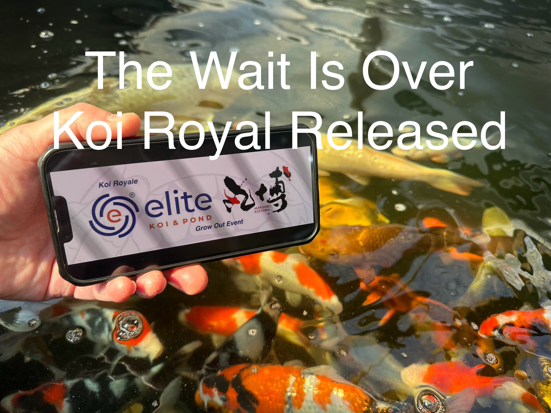 Koi Royale GrowOut Harvest: A Showcase of Exceptional Japanese Koi