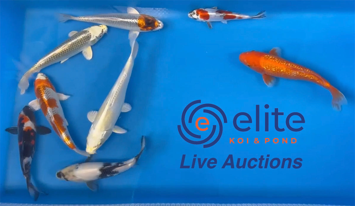 Live Auction Koi Selected for Saturday 25th February