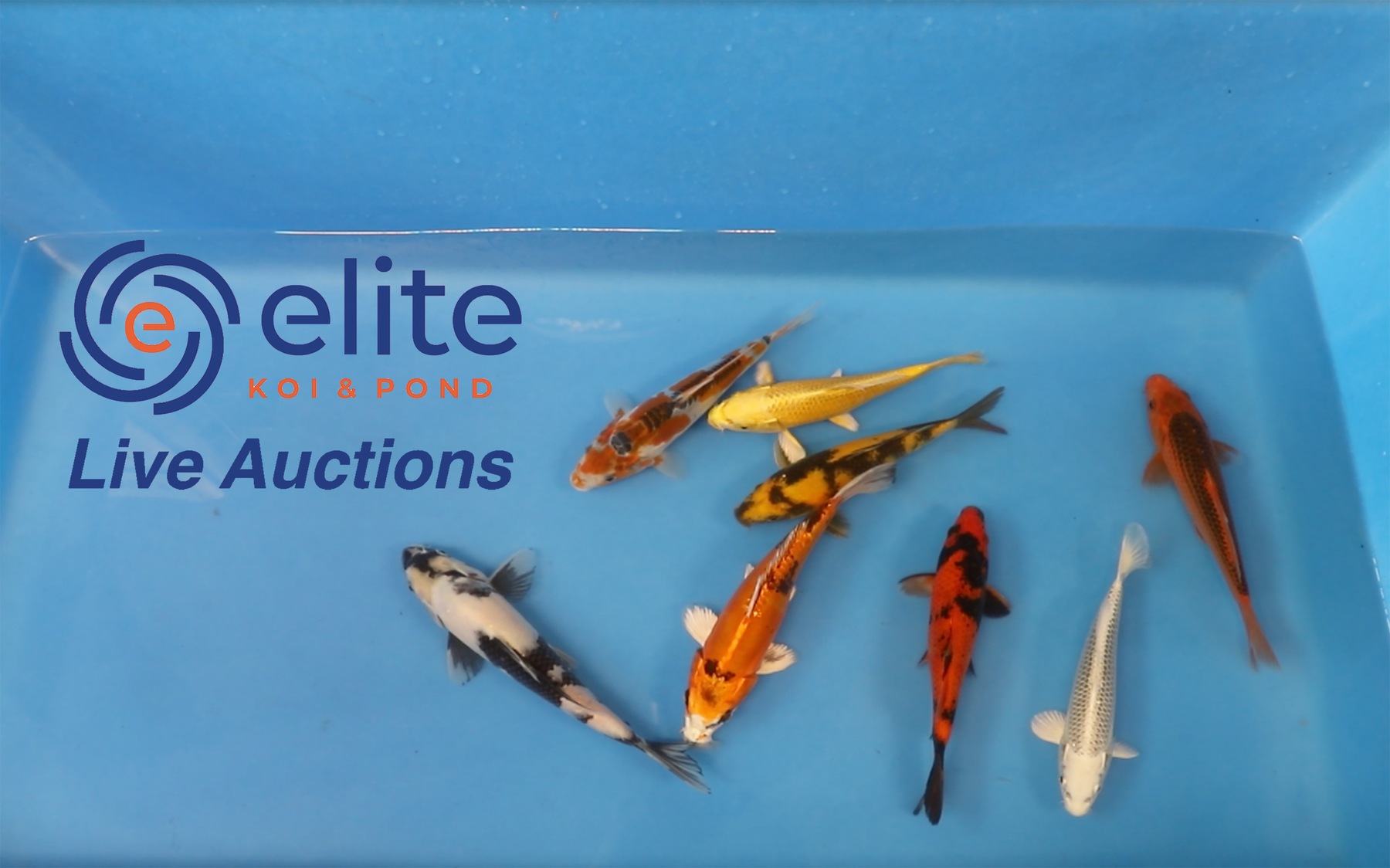 Live Auction Koi Selected for Saturday 4th November