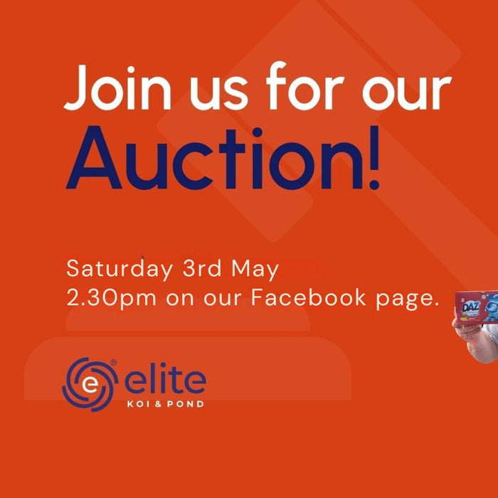 Join Our Weekly Japanese Koi Auction Livestream - 3rd of May