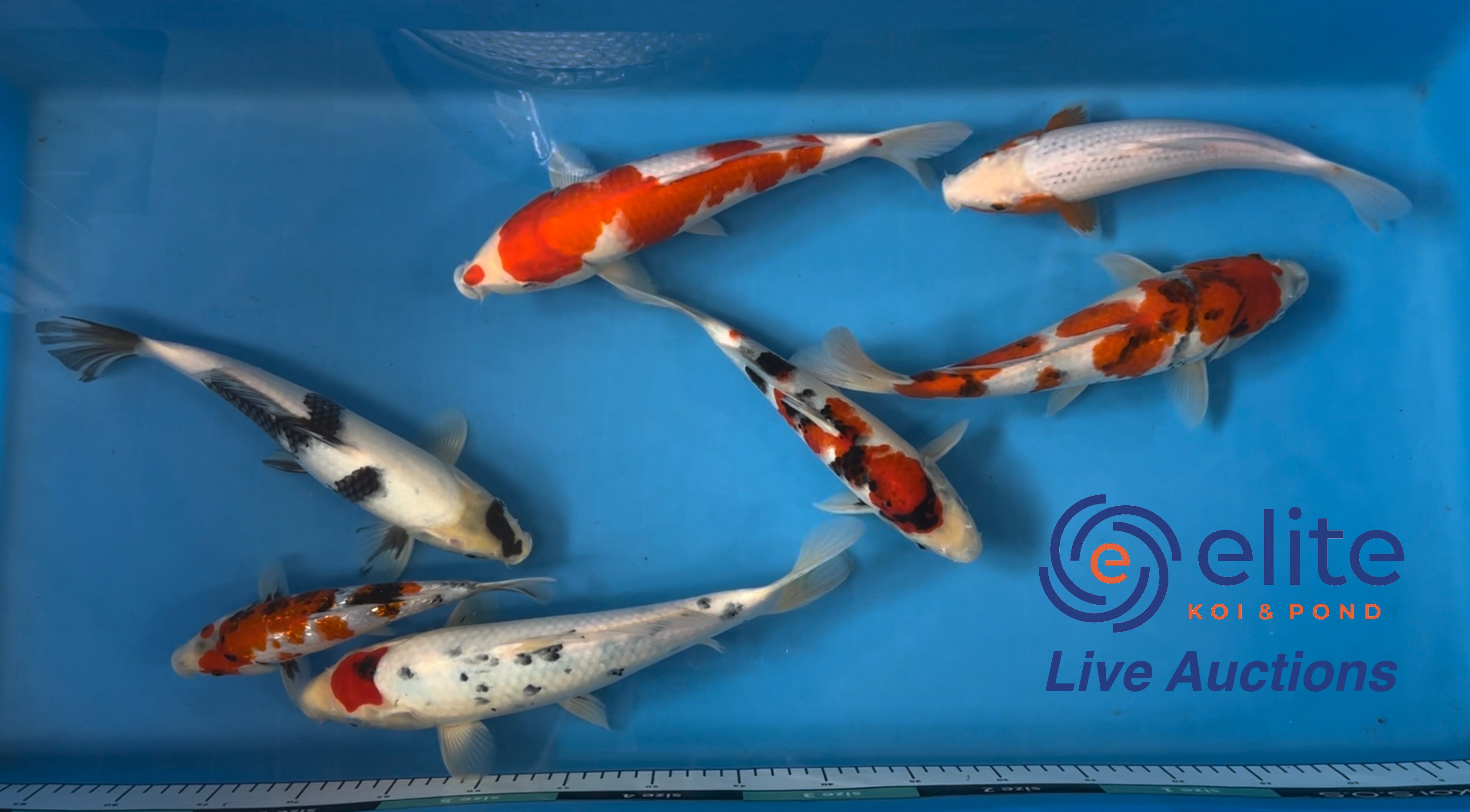 Elite Koi's biggest Live auction of the year - Big Koi Event Weekend