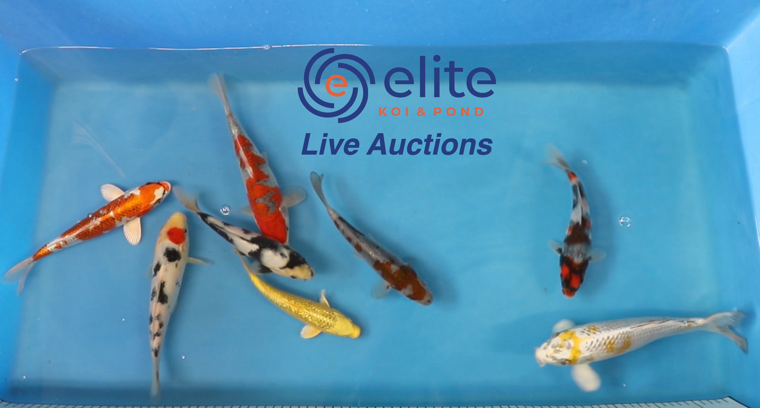 Live Auction Koi Selected for Saturday 5th August