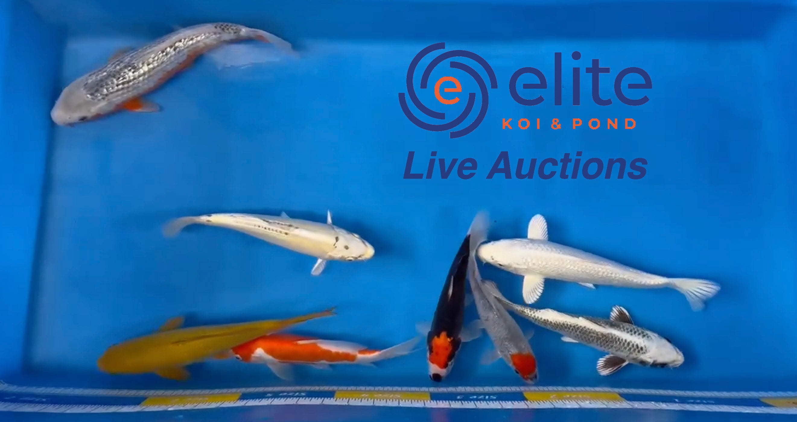 Live Auction Koi Selected for Saturday 29th of April