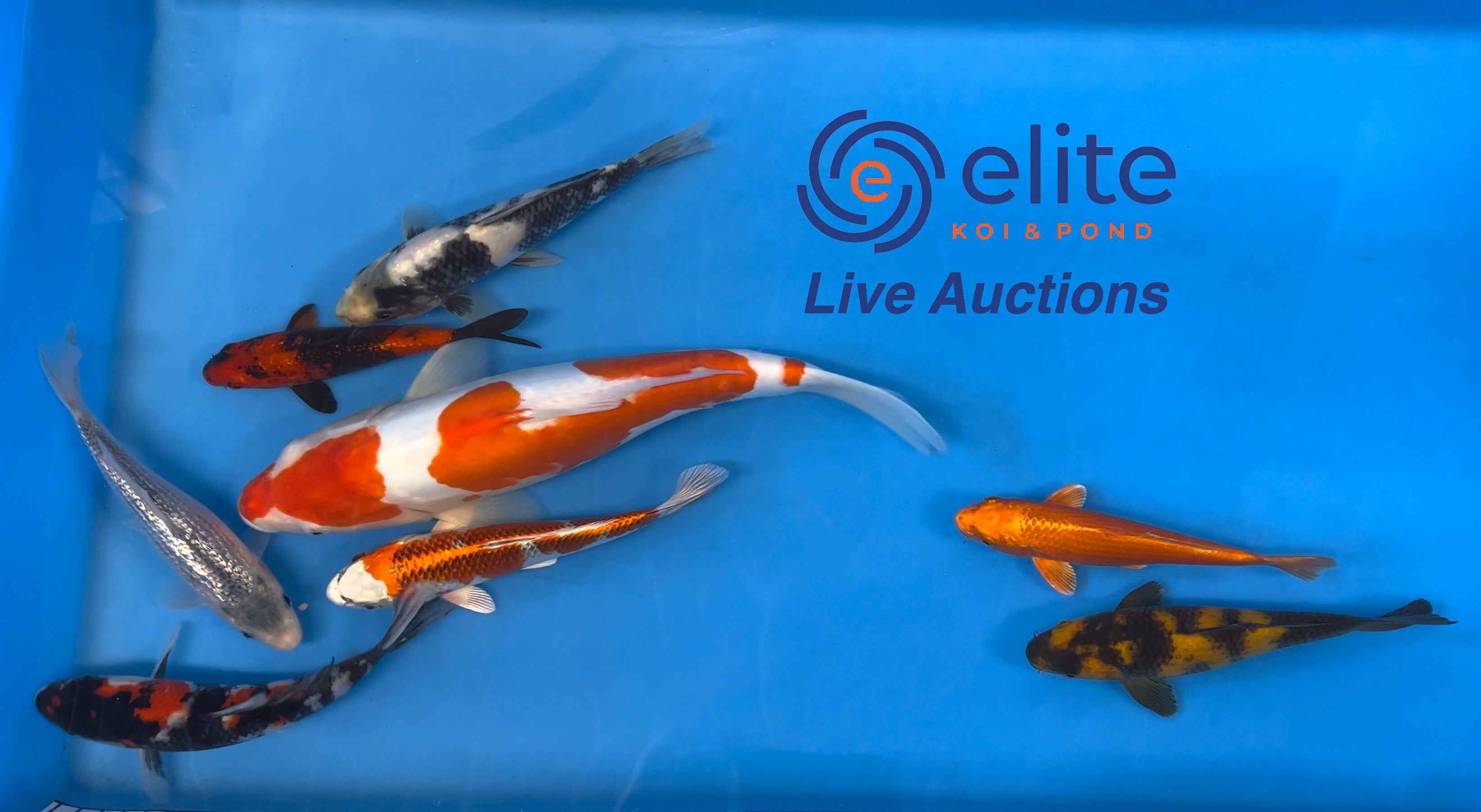 Live Auction Koi Selected for Saturday 9th September