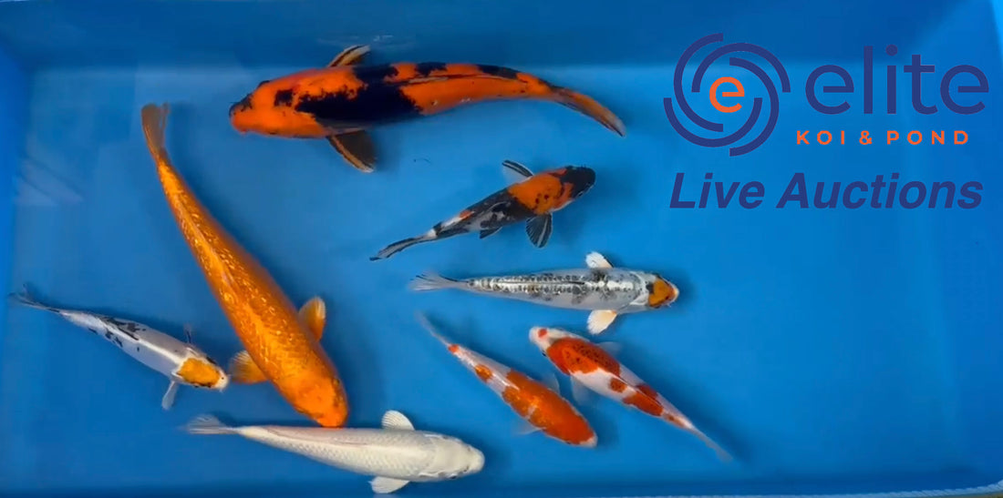 Live Auction Koi Selected for Saturday 20th of May