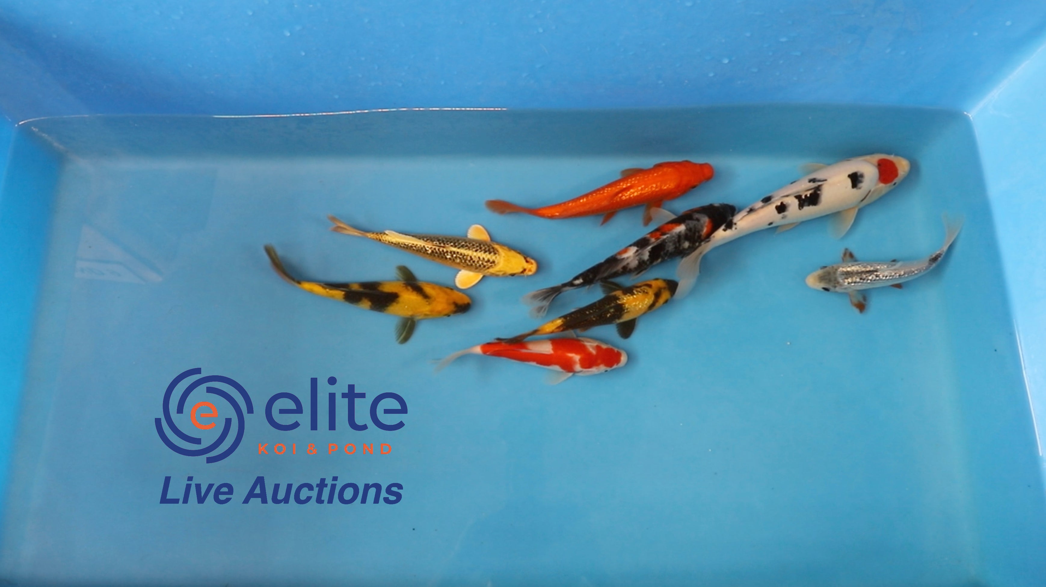 Live Auction Koi Selected for Saturday 19th August
