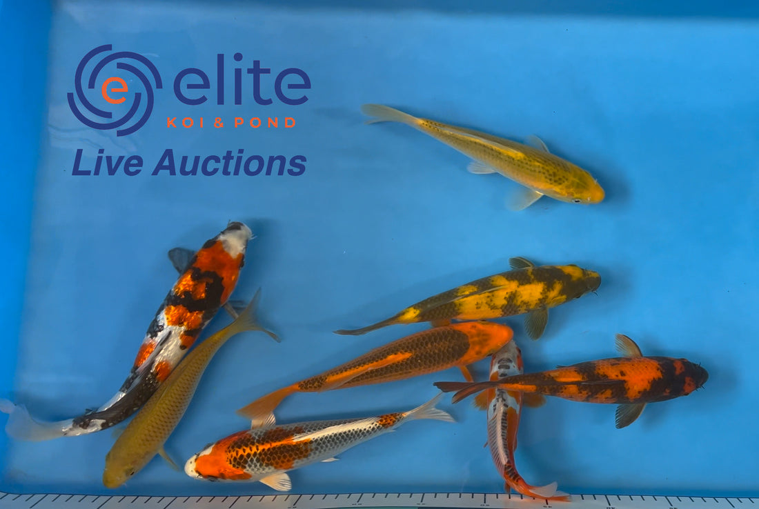 Live Auction Koi Selected for Saturday 21st October