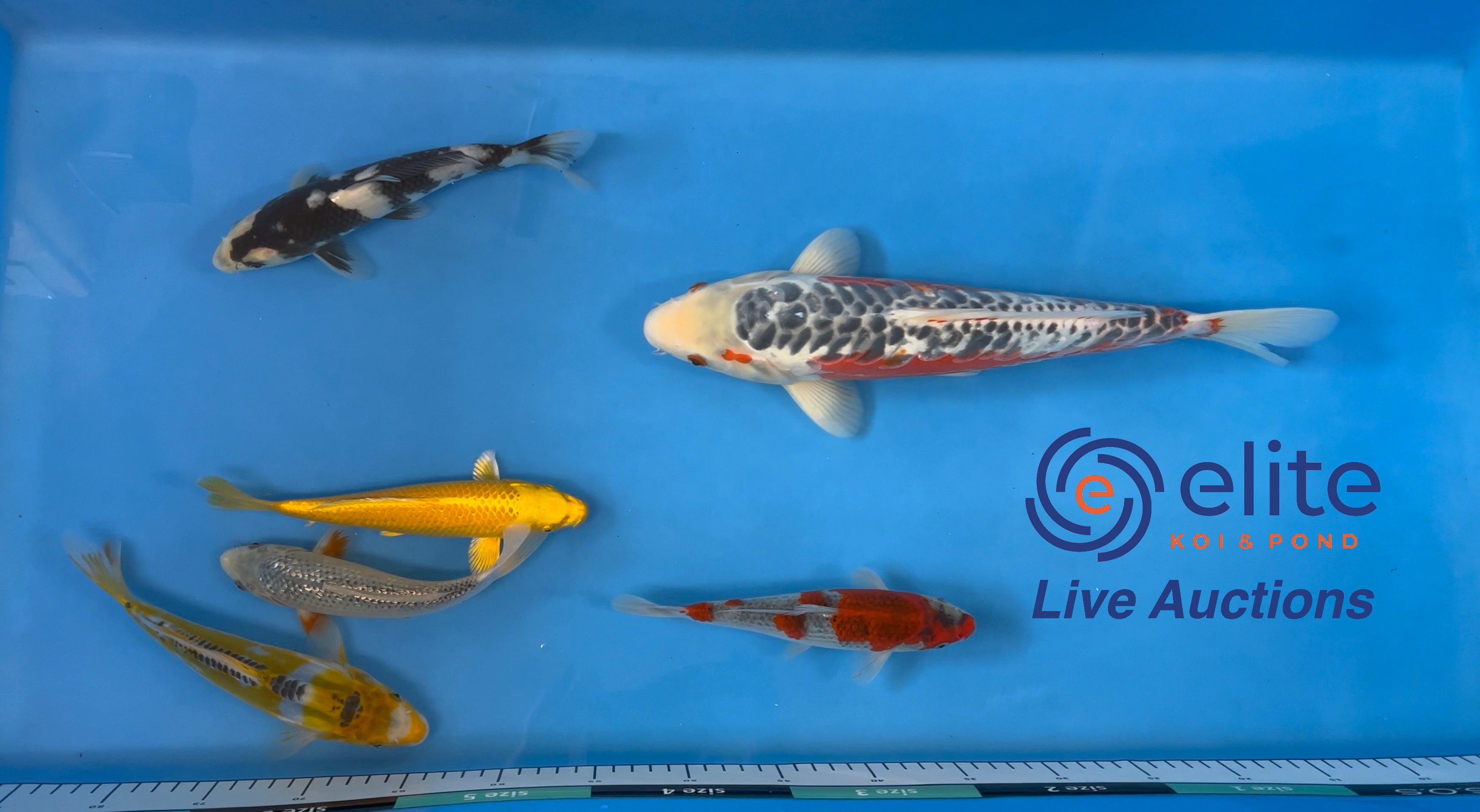 Live Auction Koi Selected for Saturday 7th October