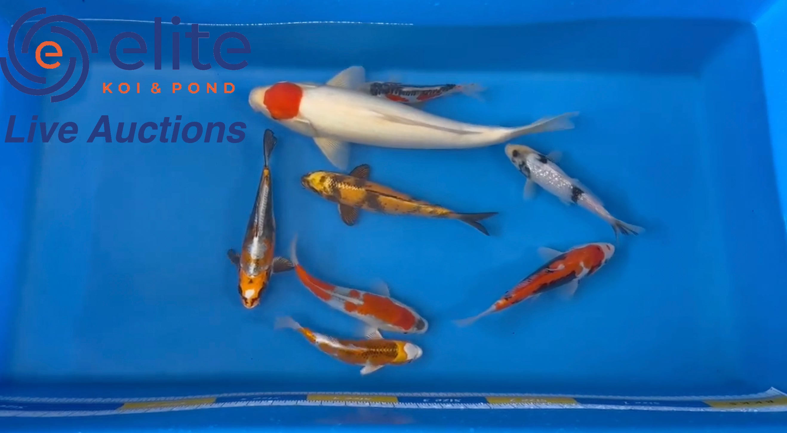 Live Auction Koi Selected for Saturday 13th of May