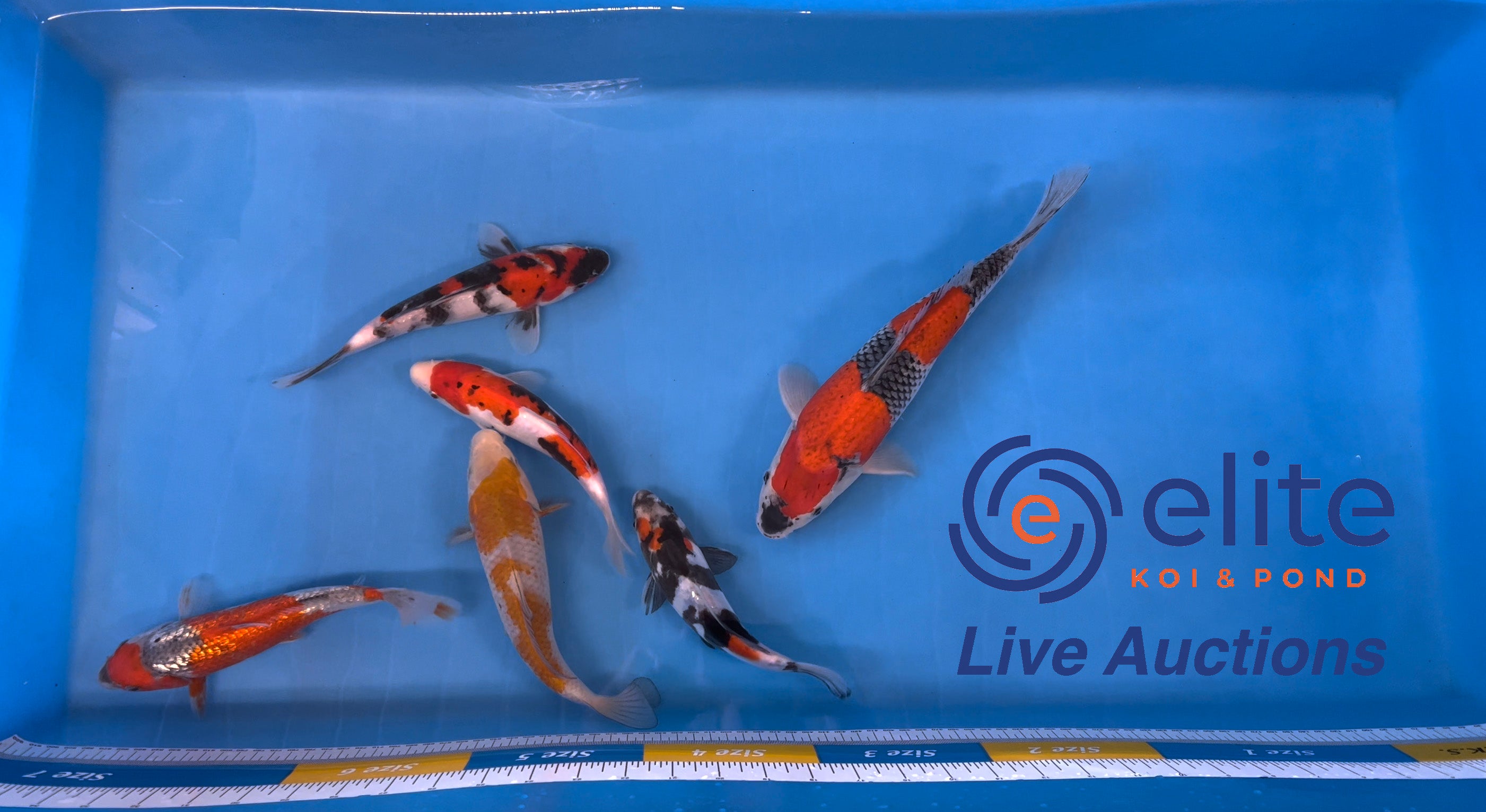Live Auction Koi Selected for Saturday 22nd of April