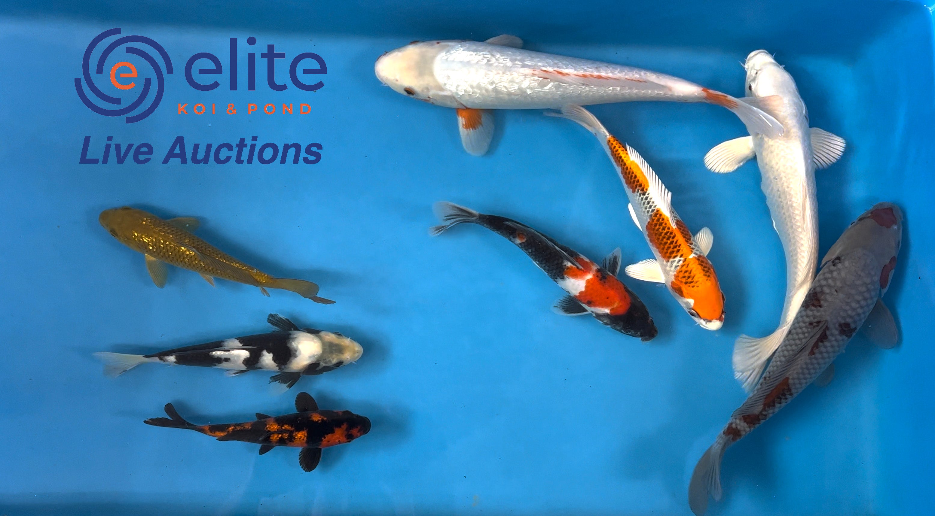 Live Auction Koi Selected for Saturday 22th July