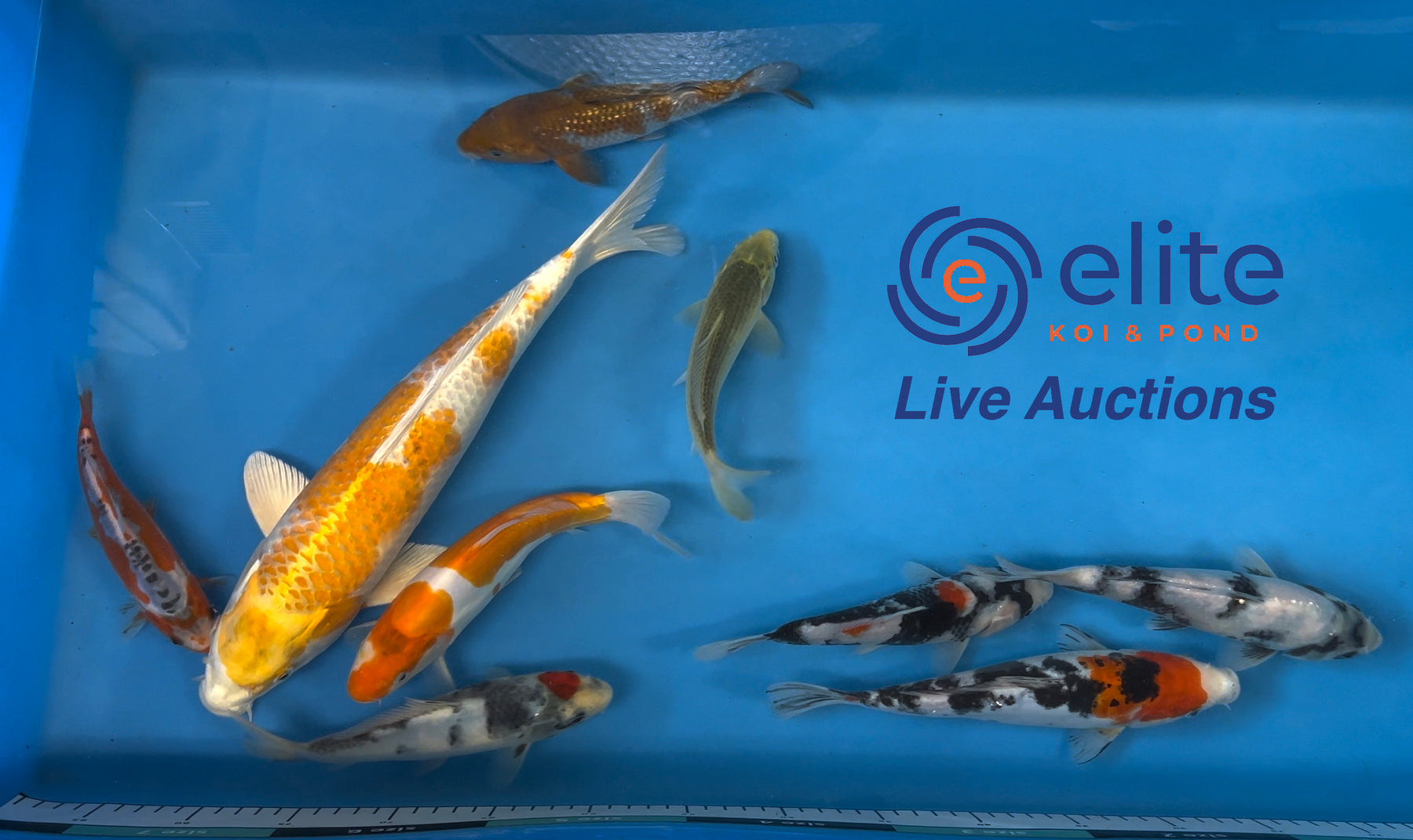 Live Auction Koi Selected for Saturday 18th November