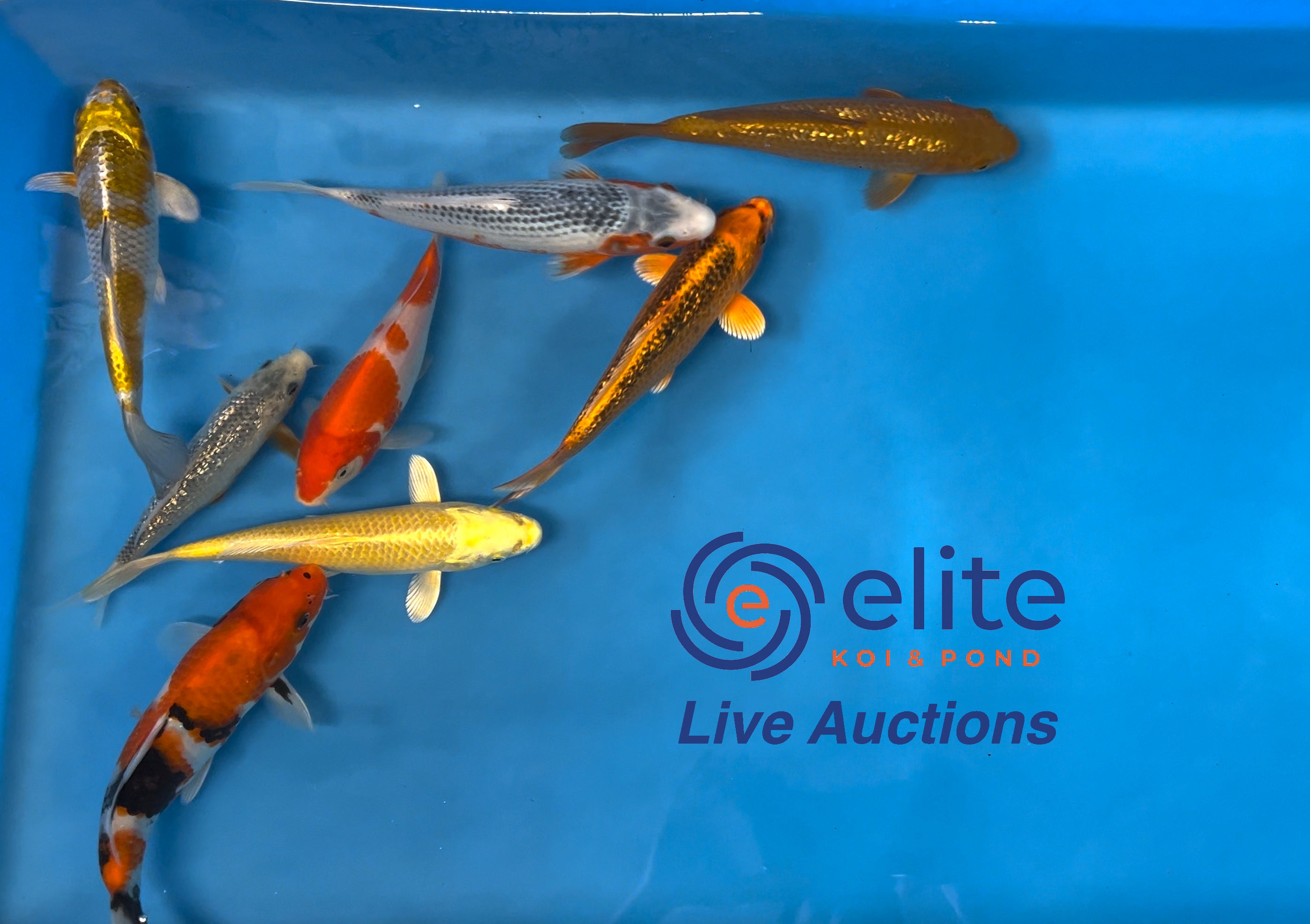 Live Auction Koi Selected for Saturday 28th October