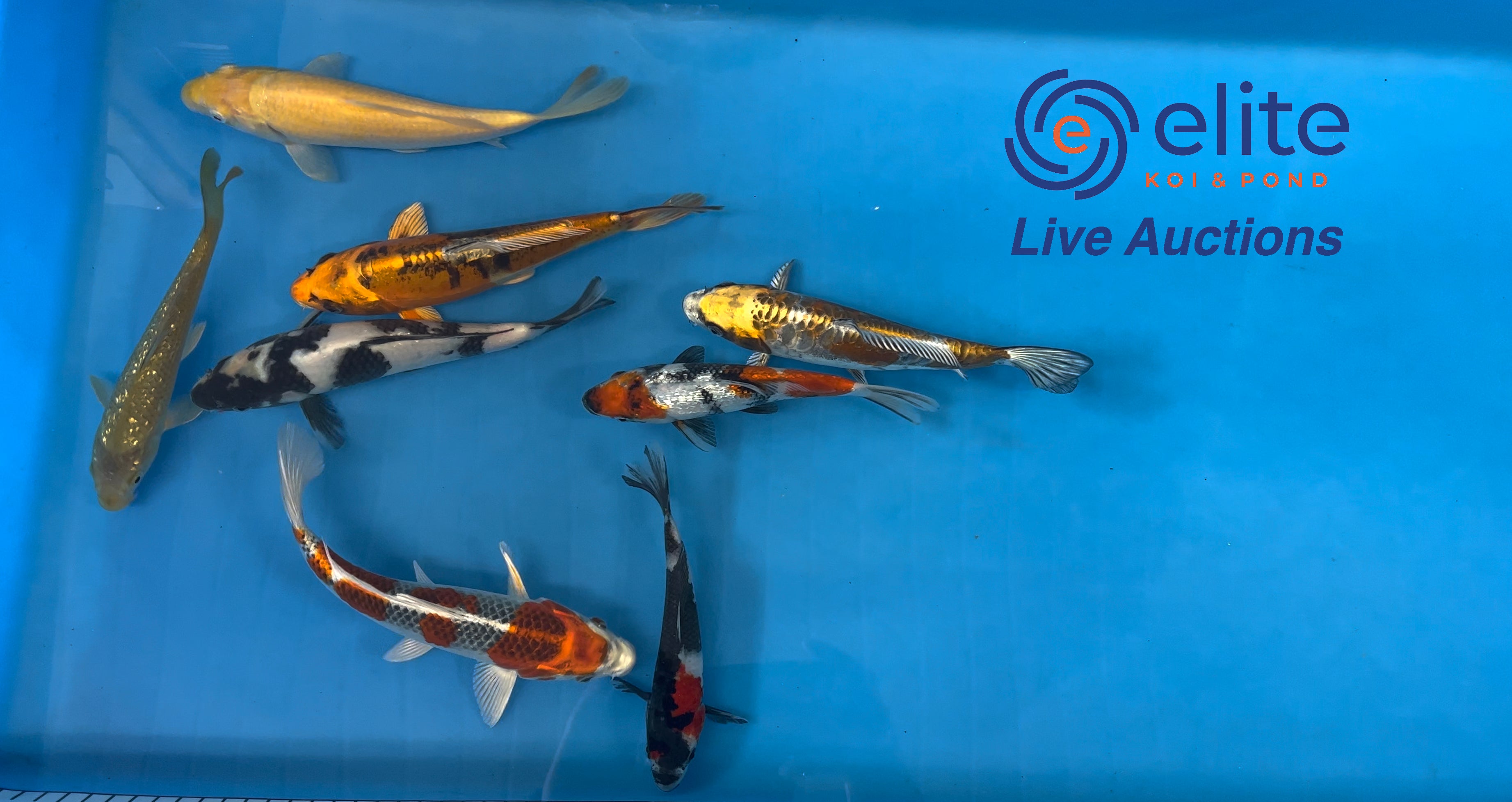 Live Auction Koi Selected for Saturday 2nd September