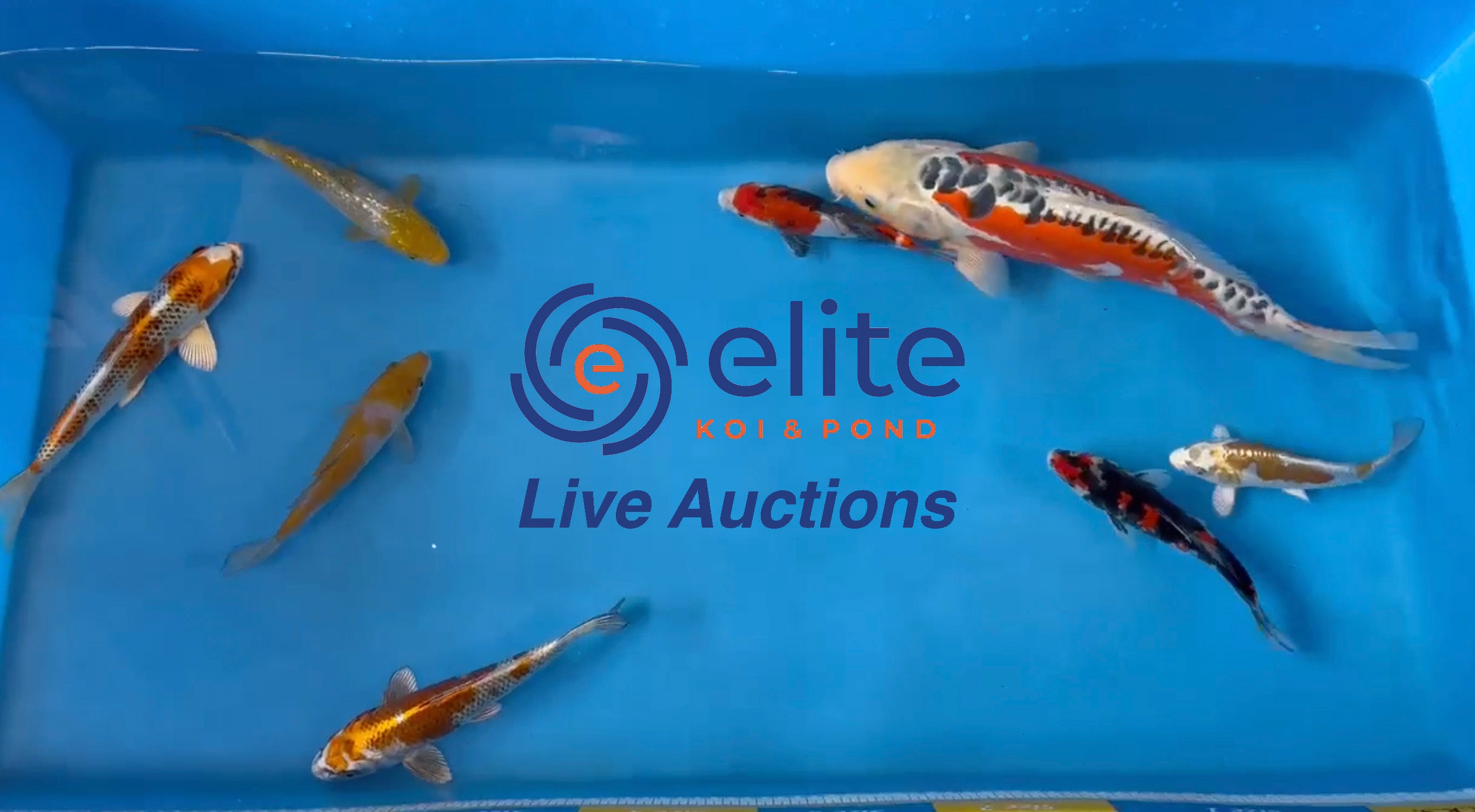 Elite Koi Saturday Live Stream Japanese Koi Auction - Meet the Koi