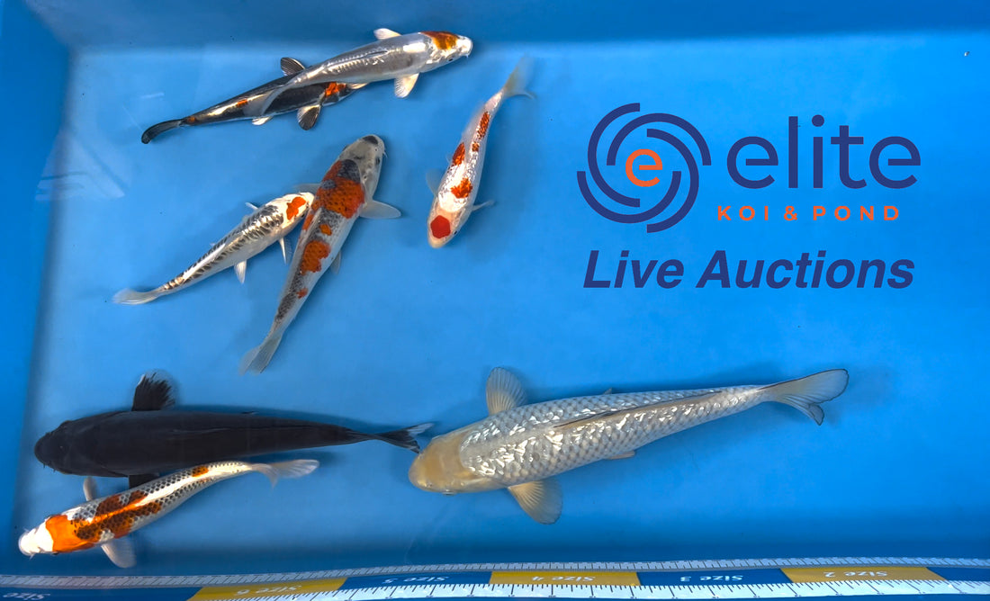 Live Auction Koi Selected for Saturday 1st April