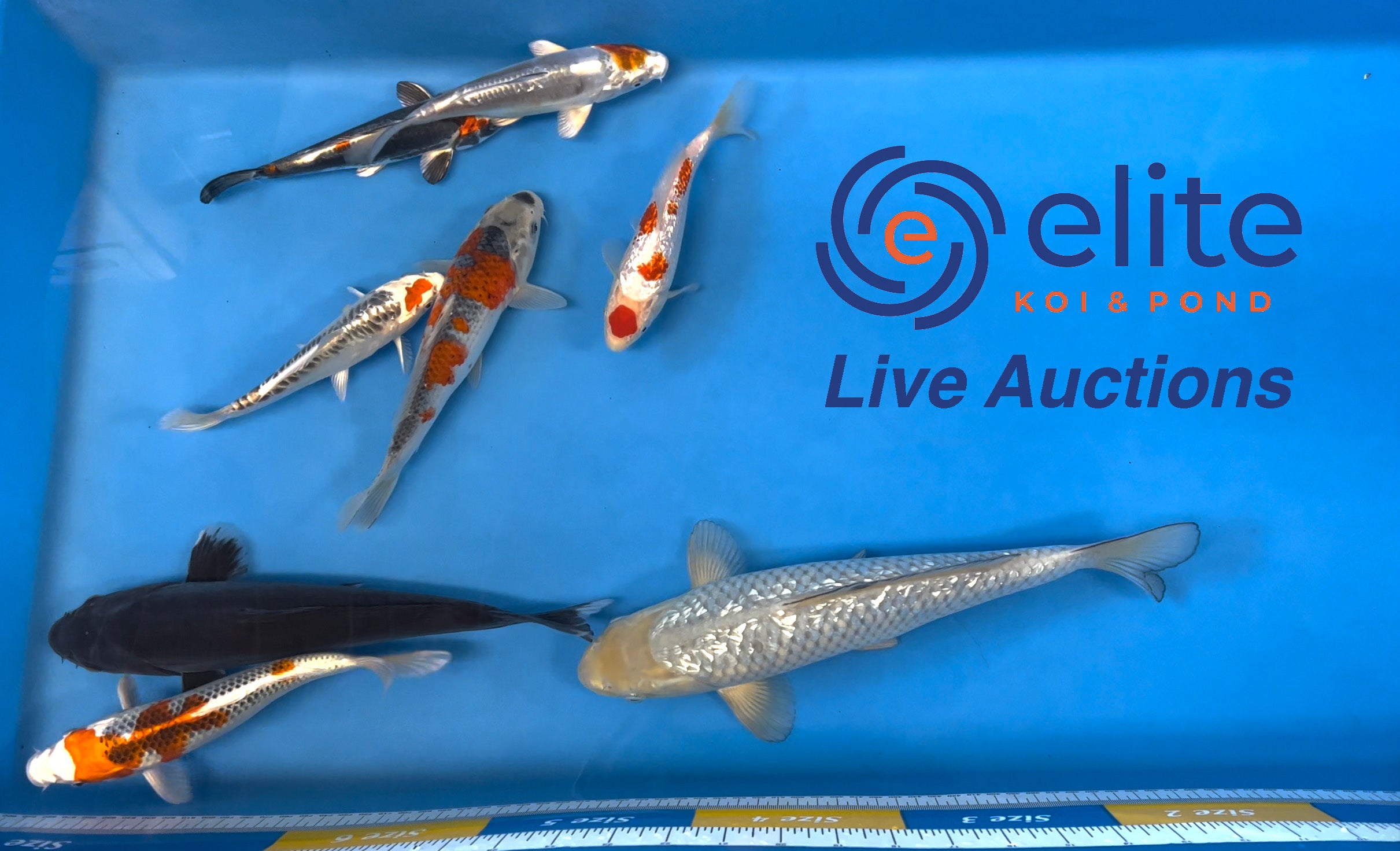 Live Auction Koi Selected for Saturday 1st April